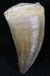 Large Mosasaur (Prognathodon) Tooth #21491-1
